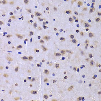 NUDC Antibody