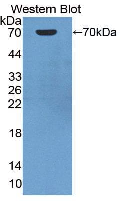 Polyclonal Rabbit anti-Rat CD14 Antibody (aa18-372, WB)
