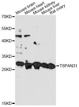 TSPAN31 Antibody