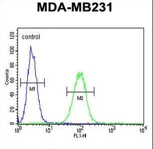 Polyclonal Rabbit anti-Human CTSF / Cathepsin F Antibody (aa261-290, IHC, WB)
