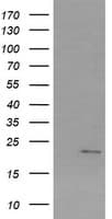 SRY Antibody (clone OTI3C8)