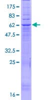 Human PAQR9 Protein (Recombinant GST)