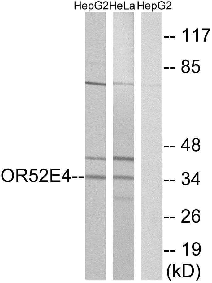 Polyclonal Rabbit anti-Human OR52E4 Antibody (IF, WB)