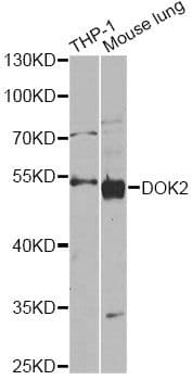 DOK2 Antibody