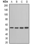 ADSL / Adenylosuccinate Lyase Antibody