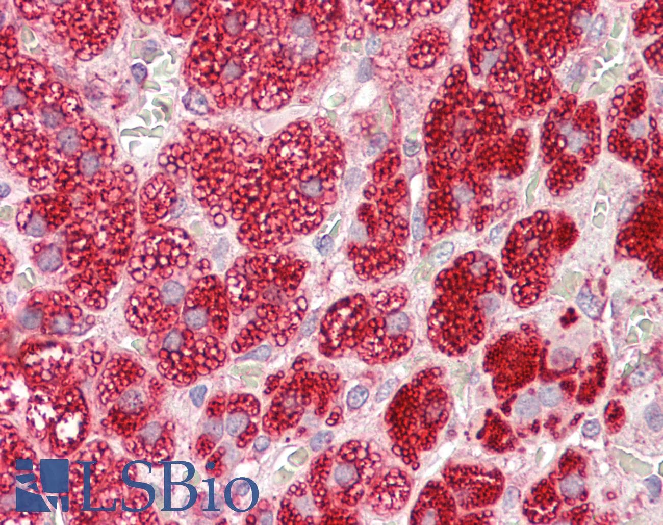 IHC-plus™ CYB5R3 / B5R Antibody (aa317-330)