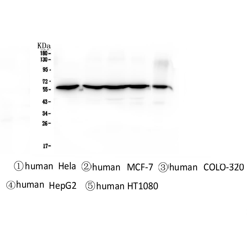 CCT3 Antibody
