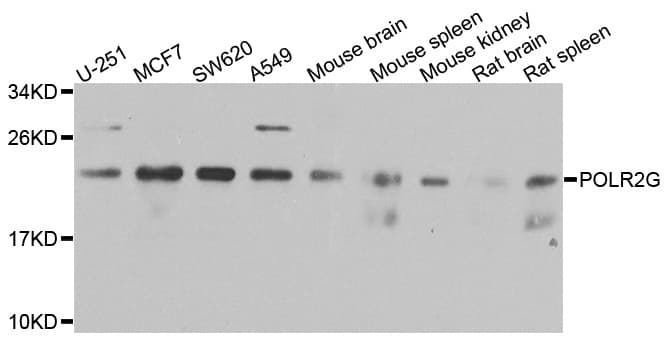 POLR2G / RPB7 Antibody