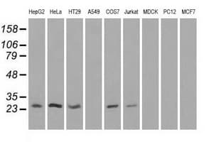 HSD17B10 / HADH2 Antibody (clone OTI5E2)