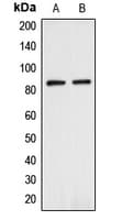 ANAPC5 / APC5 Antibody (Internal)