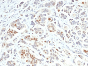 GATA3 Antibody (clone GATA3/2688, Azide-free, BSA-free)