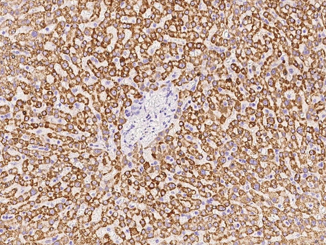 KMO Antibody