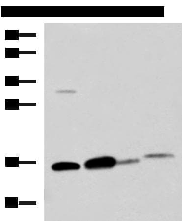 ZG16 Antibody