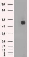 LIPG / Endothelial Lipase Antibody (clone OTI5C3)