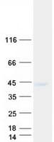 Human SEH1L Protein (Recombinant Myc-DDK (Flag))