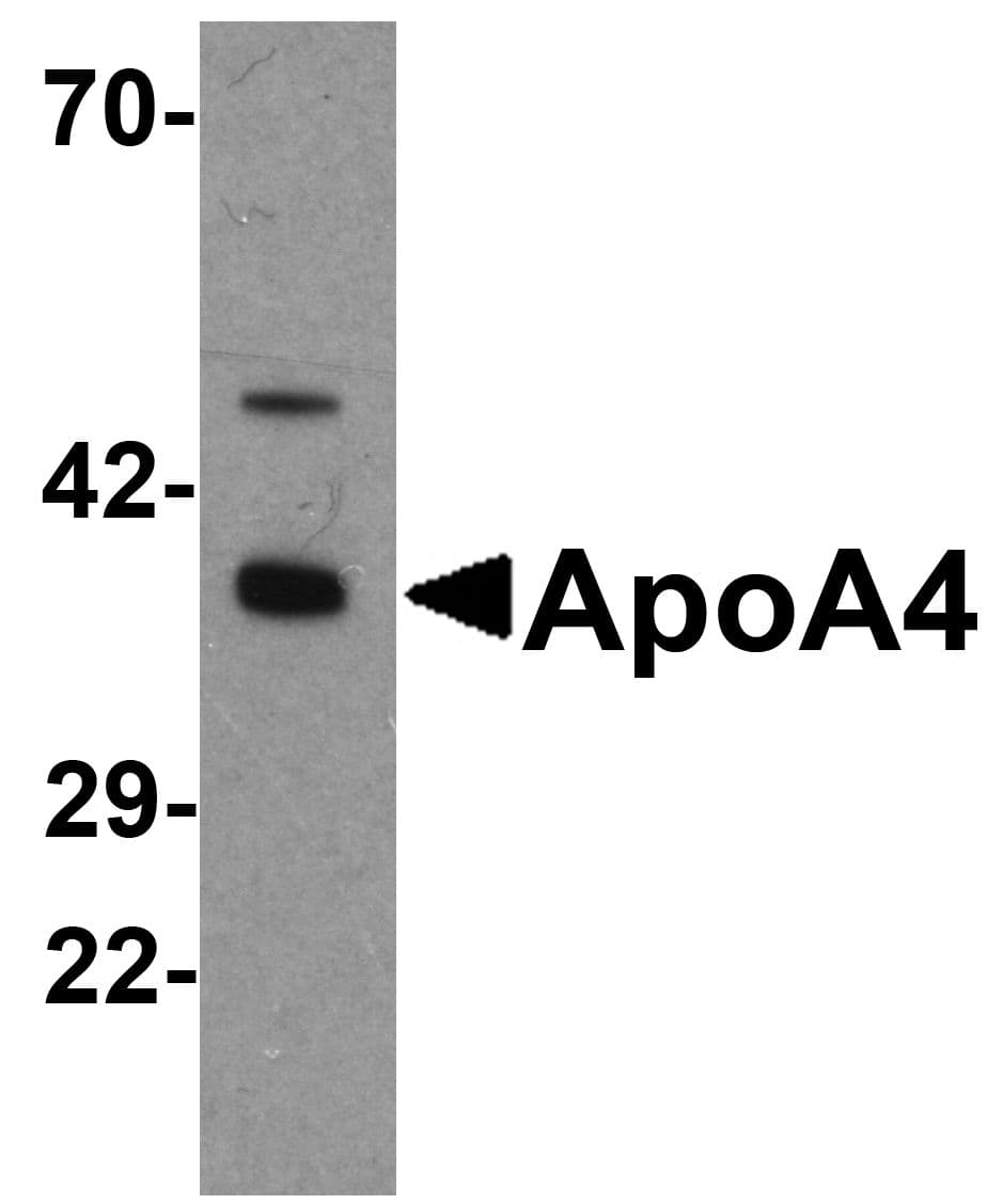 Polyclonal Rabbit anti-Human APOA4 Antibody (WB)