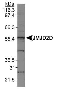 KDM4D / JMJD2D Antibody (aa460-520)