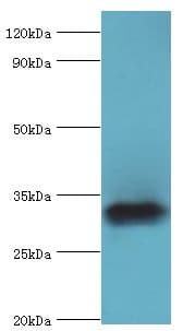 ZNF346 Antibody (aa1-294)