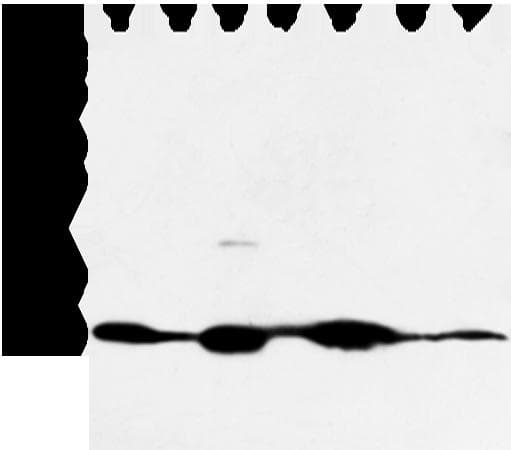 COX7C Antibody