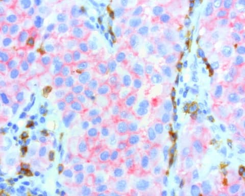 PDCD1 / CD279 / PD-1 Antibody (clone UMAB199, Carrier-free)