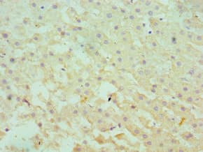 SERPINA10 / PZI Antibody (aa165-444)