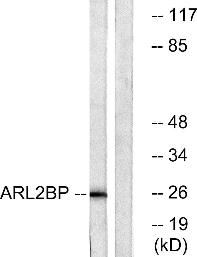 ARL2BP / BART Antibody