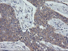 CR6 / GADD45G Antibody (clone OTI1H10, Carrier-free)