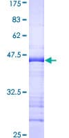 Human TRIM28 / KAP1 Protein (Recombinant GST, N-terminus)