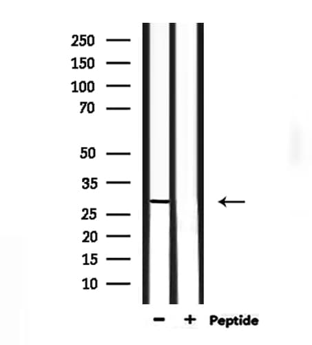 NOL7 / RARG-1 Antibody