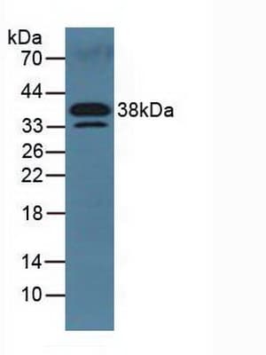 DKK3 Antibody (aa23-349, APC)
