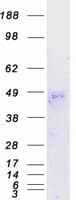 Human TAS2R38 Protein (Recombinant Myc-DDK (Flag))