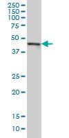 CMAS Antibody (clone 5A2)