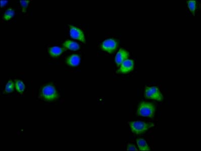 KLRC3 / NKG2E Antibody