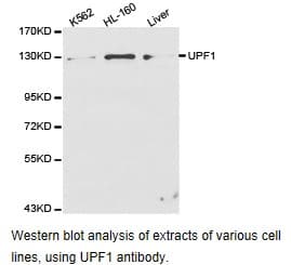 RENT1 / UPF1 Antibody
