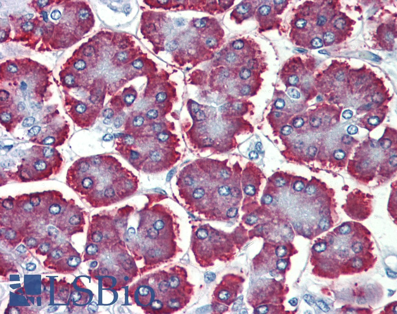 IHC-plus™ GBAS Antibody