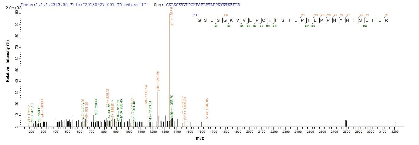Mouse VCAN / Versican Protein (Recombinant 10His, N-terminus + Myc, C-terminus)