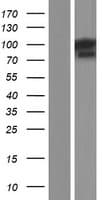 TFIP11 Protein (Over-Expression Lysate Myc-DDK (Flag))
