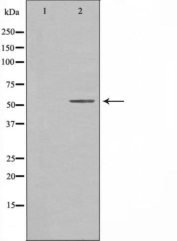 Polyclonal Rabbit anti-Human CREB3L2 / BBF2H7 Antibody (IF, WB)