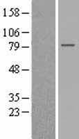 GPSM2 / LGN Protein (Over-Expression Lysate Myc-DDK (Flag))