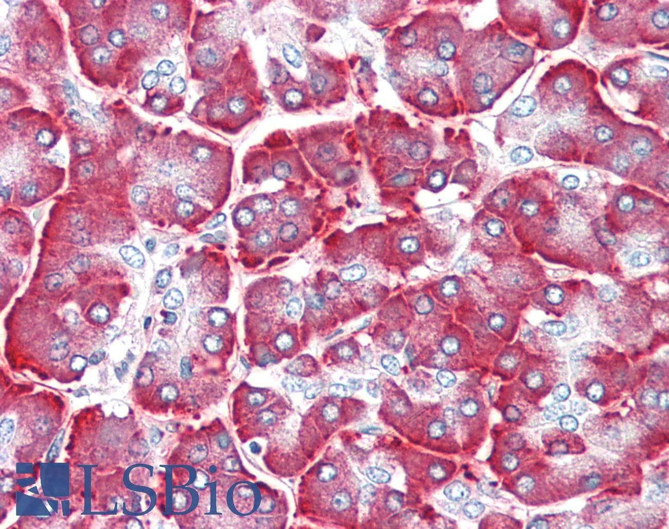 IHC-plus™ STIM2 Antibody