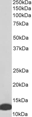 IHC-plus™ MIF Antibody (aa103-115)
