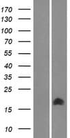 TMEM261 / C9orf123 Protein (Over-Expression Lysate Myc-DDK (Flag))
