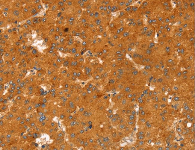 IHC-plus™ RGS4 Antibody