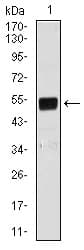 BPIFB1 Antibody (clone 1F11E3)