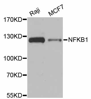 NFKB1 / NF-Kappa-B Antibody