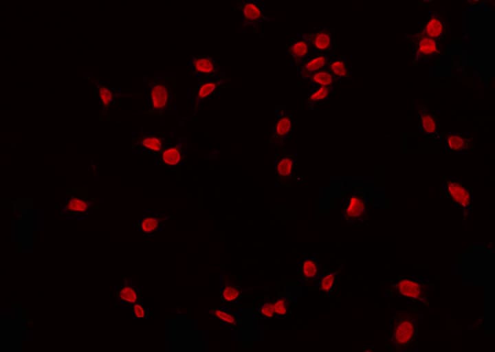 GATA6 Antibody