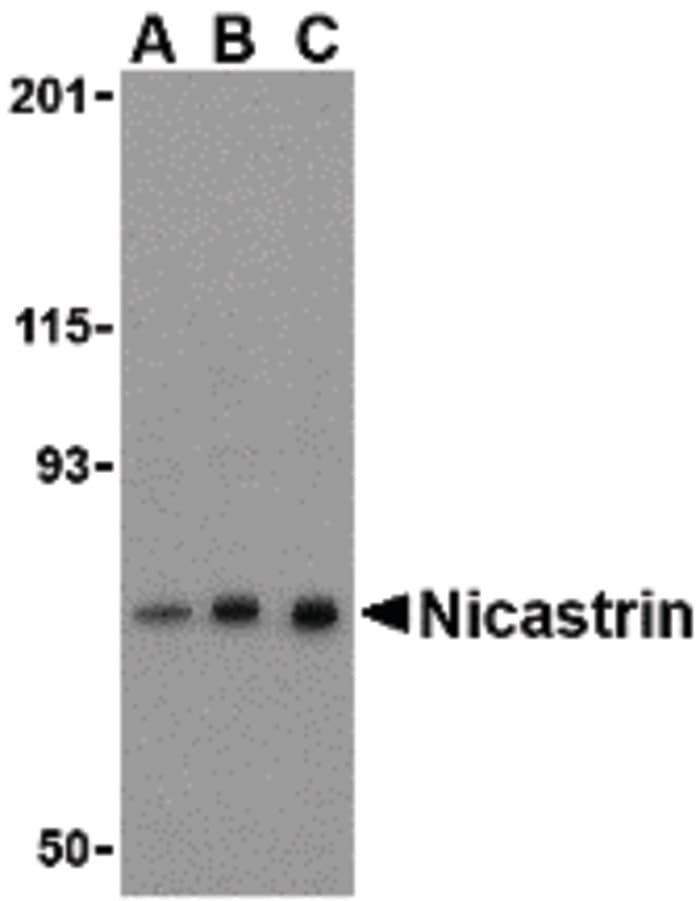 IHC-plus™ NCSTN / Nicastrin Antibody