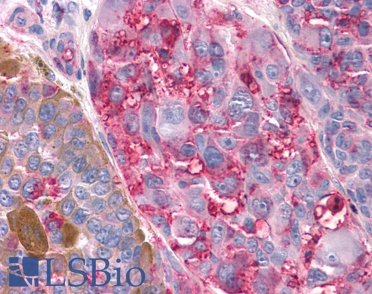 PathPlus™ T1R3 / TAS1R3 Antibody (N-Terminus)