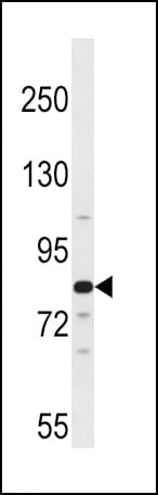 ARNT2 Antibody (aa249-278)