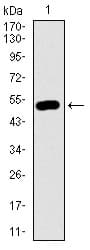 DCTN4 / Dynactin 4 Antibody (aa57-298, clone 3G9D7)